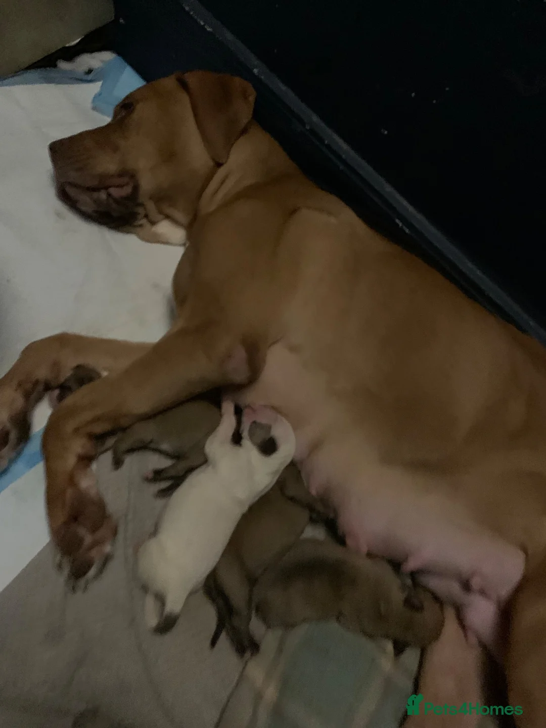 Mixed Breed dogs for sale: Large mix dog breed  in Edinburgh - Advert 1