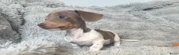 Miniature Dachshund dogs for sale: Beautiful miniature dachshund little girl - Advert 16