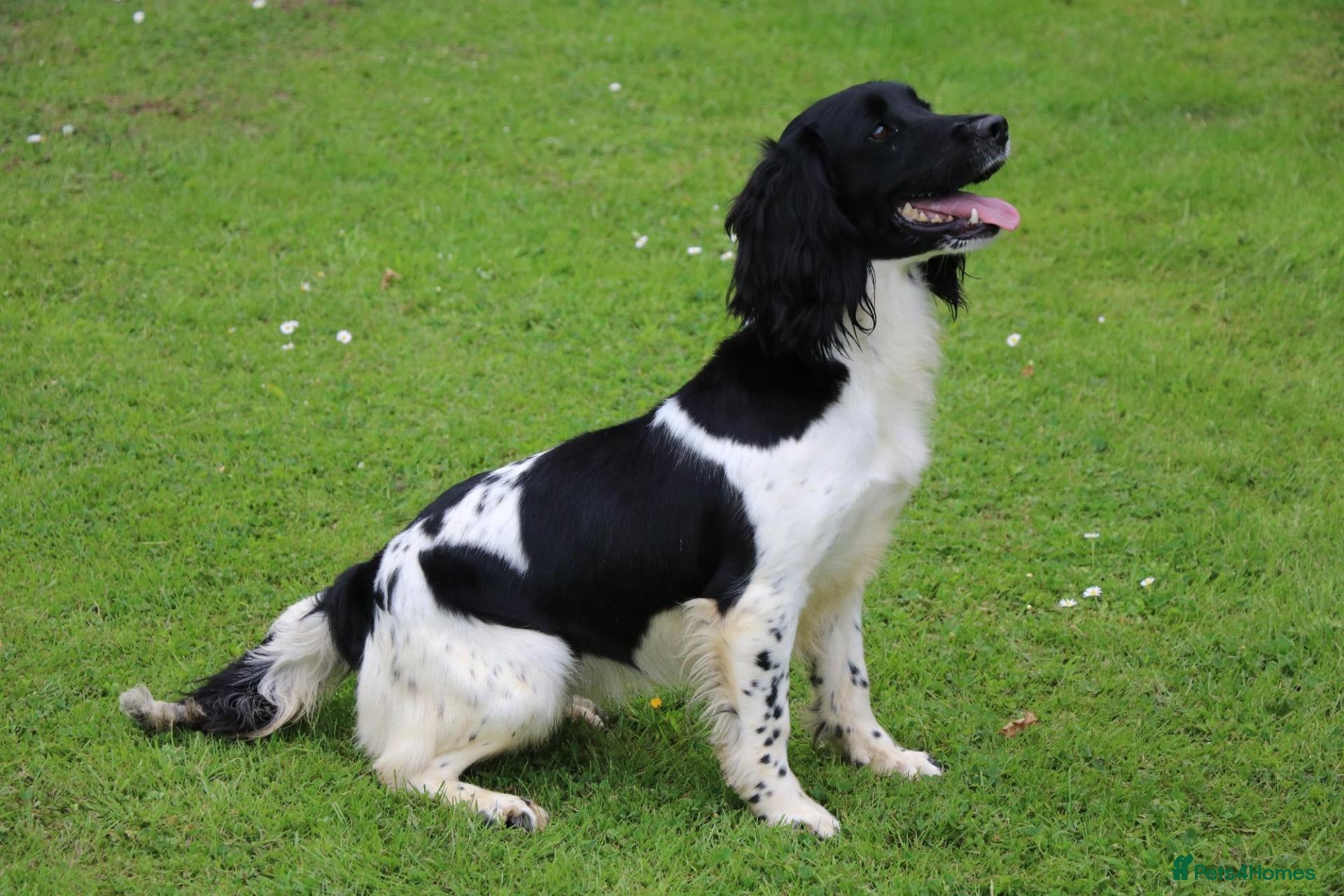 English Springer Spaniel dogs English Springer Spaniel - Advert 1