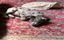 Mixed Breed dogs for sale: Border/Bullie Cross Merle Male Puppy 11 Weeks - Image 10