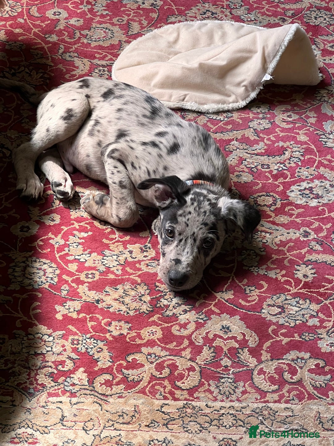 Mixed Breed dogs for sale: Border/Bullie Cross Merle Male Puppy 11 Weeks - Image 10