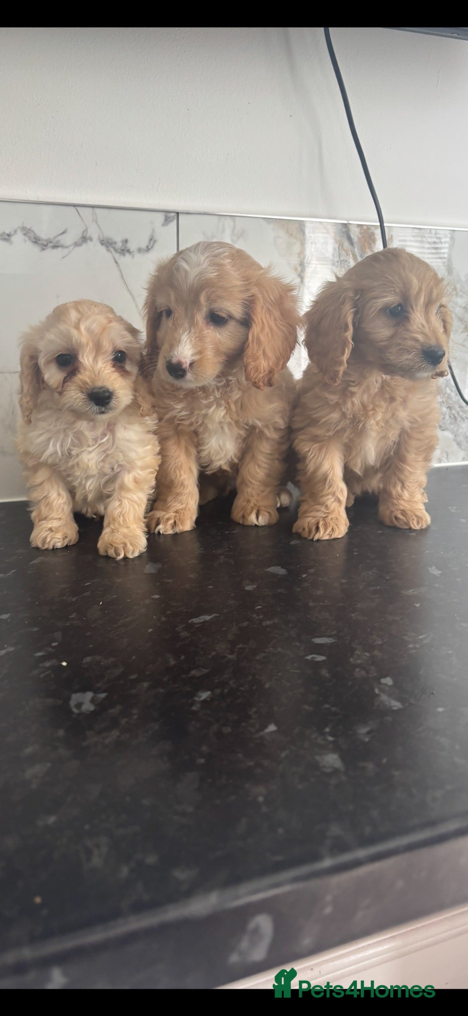 Cavapoo dogs  🐶 Mini Cavapoo puppies 🐶  - Advert 3