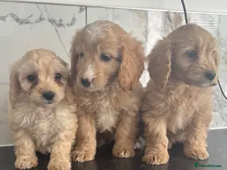 Cavapoo dogs 🐶 Mini Cavapoo puppies 🐶 - Advert 3