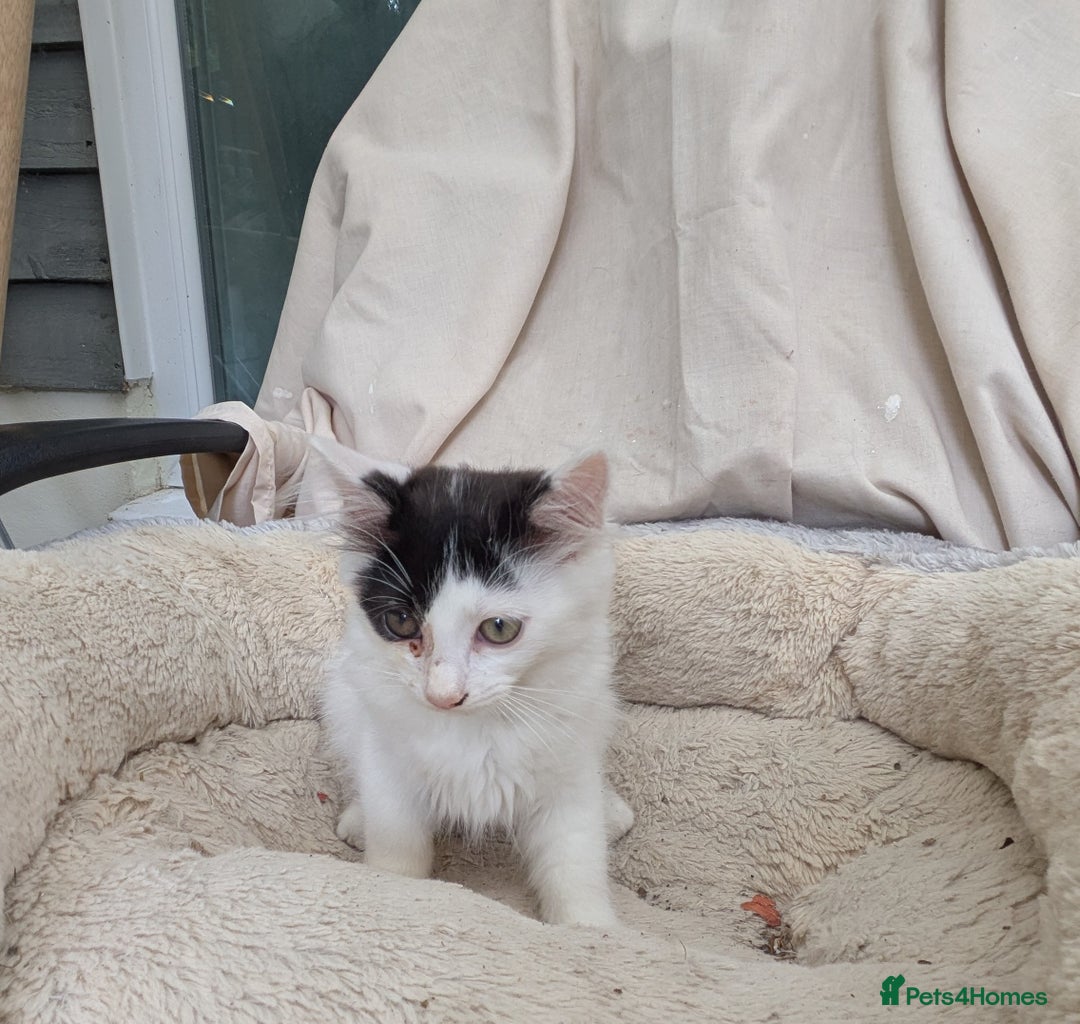 Turkish Van cats for sale: Beautiful kittens for sale  - Image 10