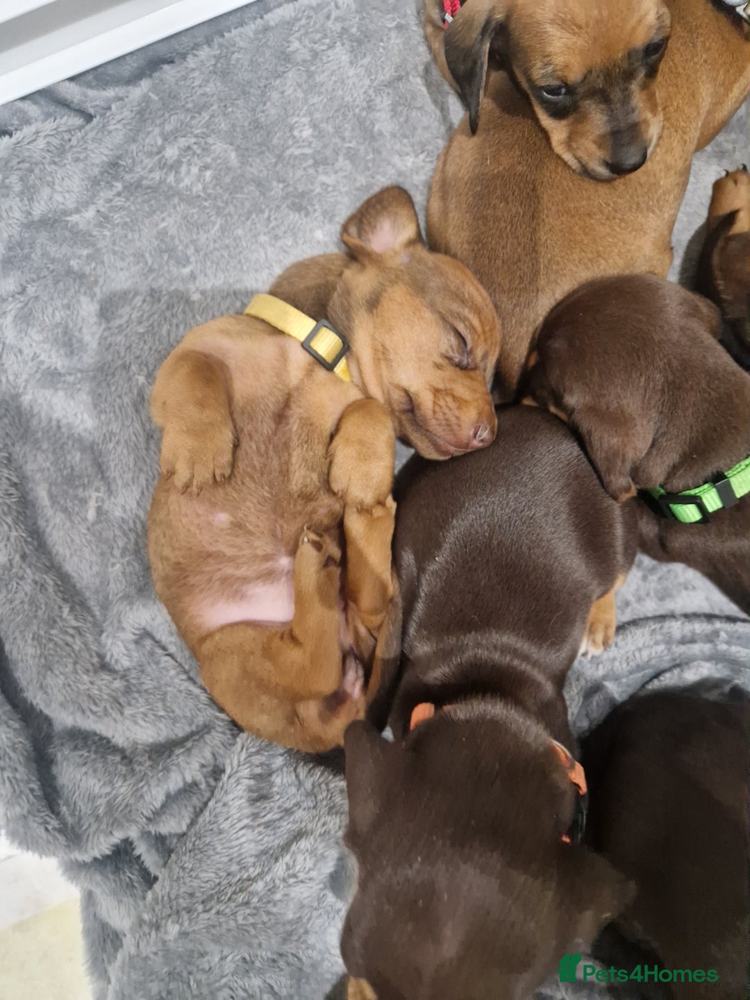 Dachshund dogs for sale: Littre of 7 Dachshund puppies ONLY 1 GIRLS LEFT !! - Advert 10