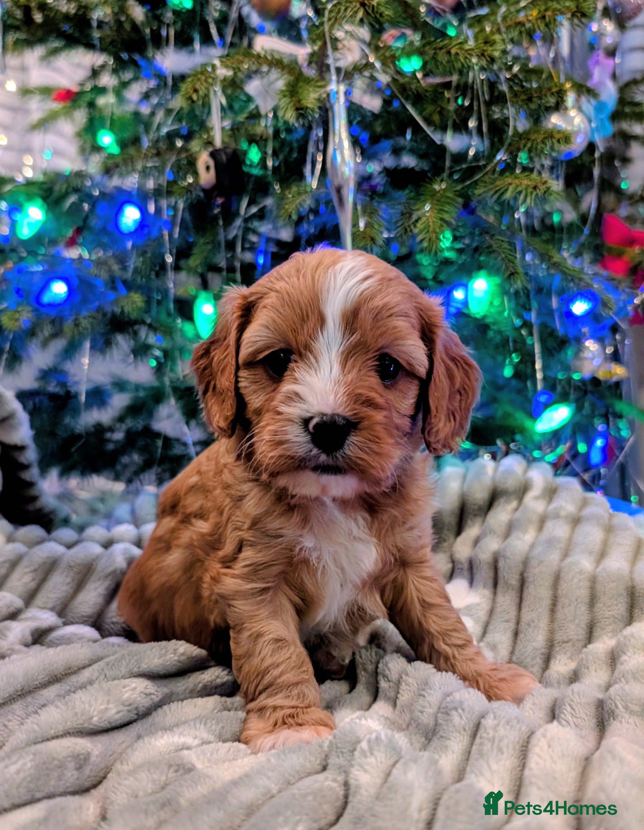 Cavapoo dogs ❤️F1 CAVAPOO BABIES❤️ HEALTH TESTED PARENTS!🐩 - Advert 2