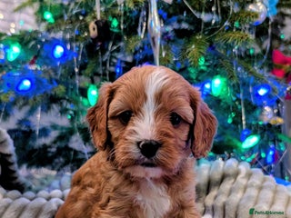 Cavapoo dogs ❤️F1 CAVAPOO BABIES❤️ HEALTH TESTED PARENTS!🐩 - Advert 4