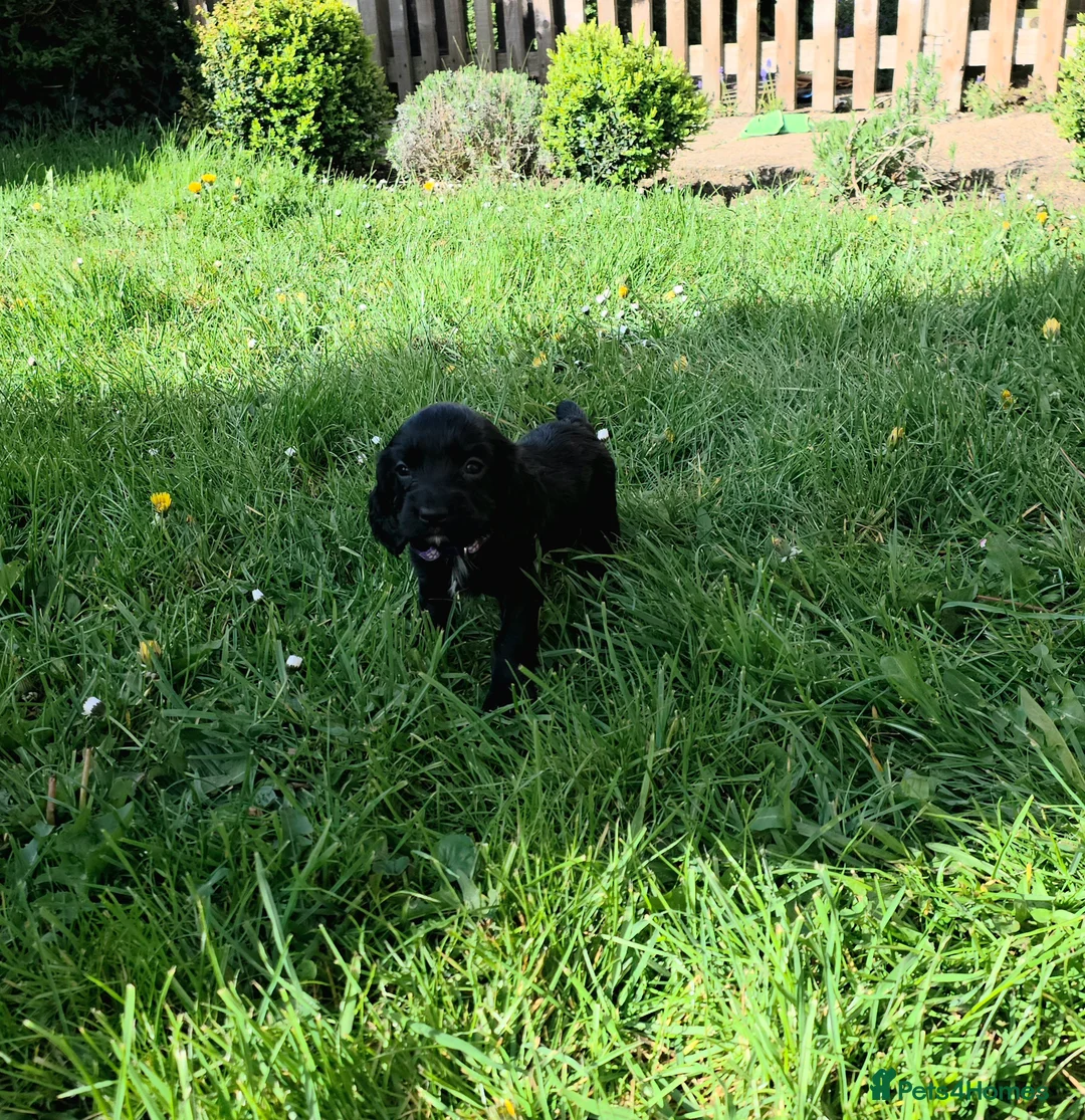 Cocker Spaniel dogs for sale: Meet lady's beautiful cocker spaniel puppies in Nottingham - Advert 2