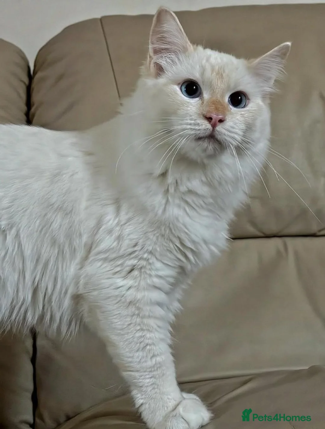 Ragdoll cats for sale: Beautiful Red GCCF Registered Male - Advert 4