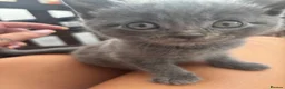 Mixed Breed cats for sale: 7 beautiful kittens available  - Advert 16
