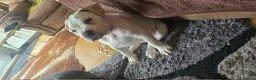 American Bully dogs for sale: American Bully Standard  - Advert 7