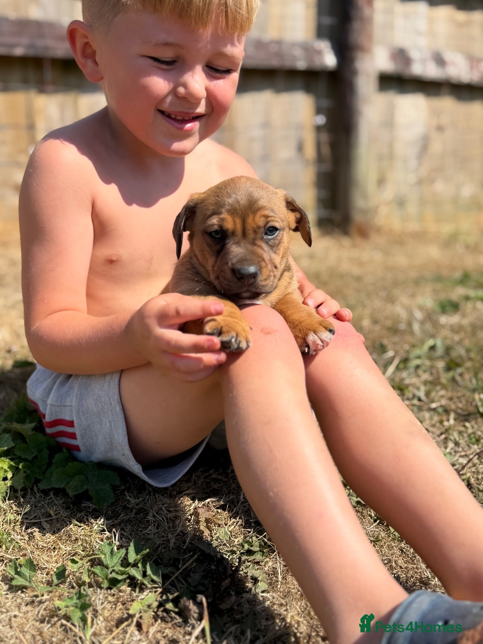 Mixed Breed dogs Beautiful Dachshund Cross Puppies - Advert 1