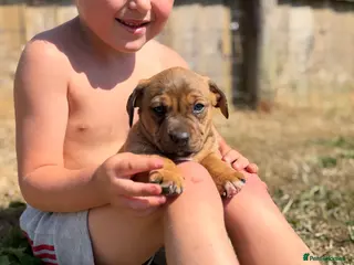 Mixed Breed dogs Beautiful Dachshund Cross Puppies - Advert 1