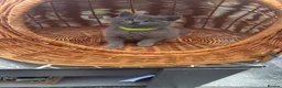 British Shorthair cats for sale: Gorgeous teddy British sh/l hair kittens,GCCF stud - Advert 15