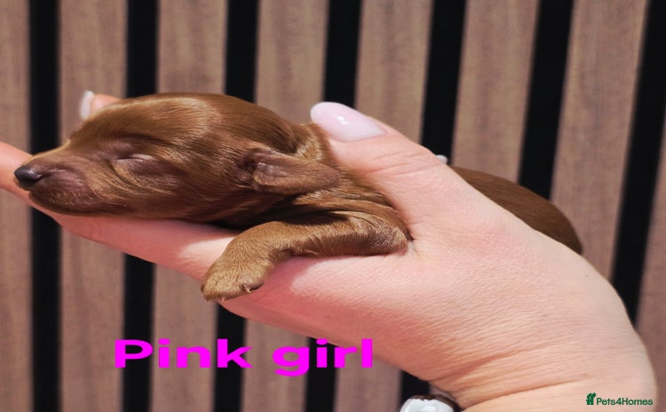 Cavapoo dogs - Advert 3