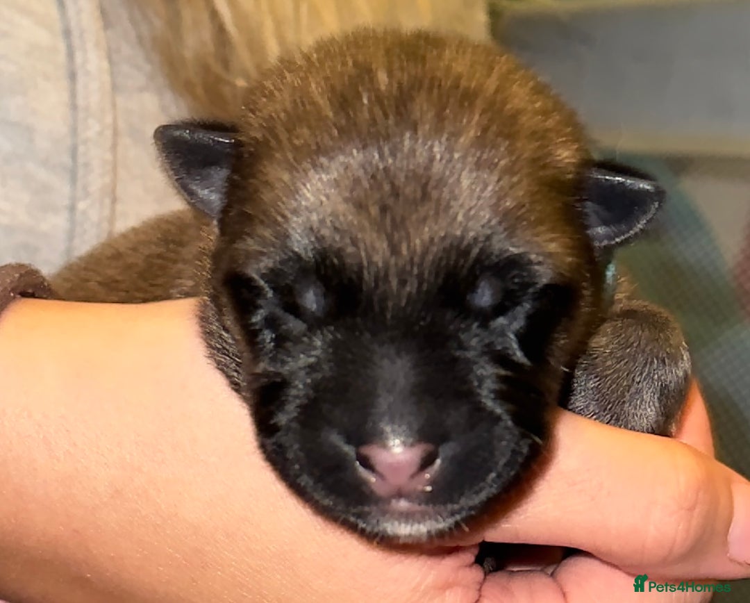 Mixed Breed dogs for sale: Belgian malinois x German Shepherd puppies  - Advert 8