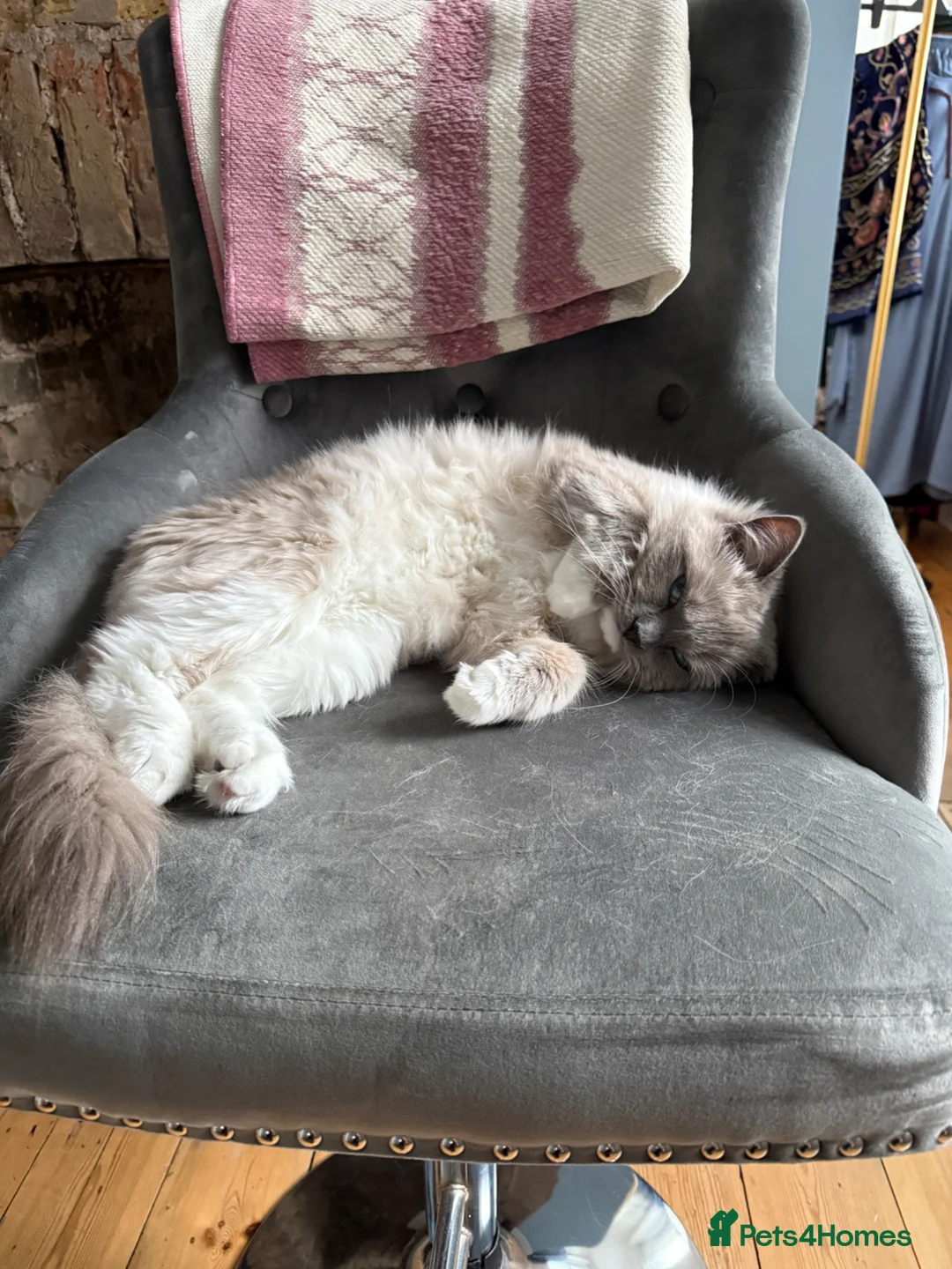 Ragdoll cats for sale: 14 month female ragdoll in London - Advert 3