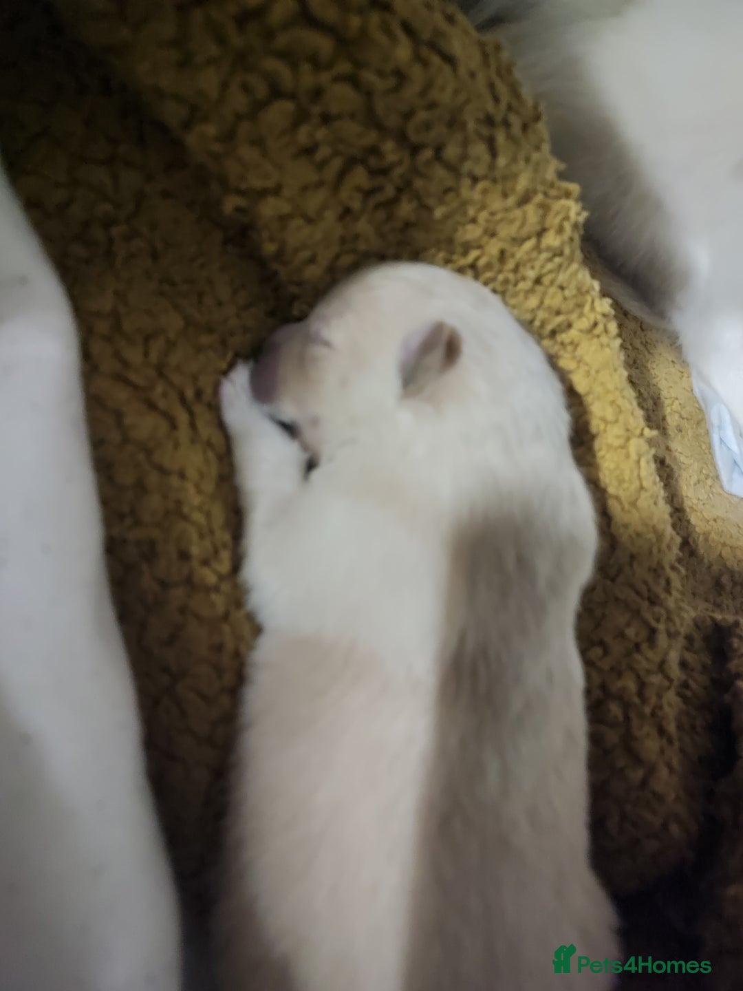 German Spitz dogs for sale: Unique Spitz puppies available in January  - Advert 6