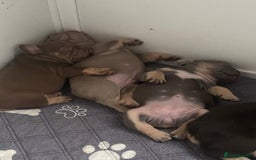French Bulldog dogs for sale: 3boys and 2 girls kc  - Image 9