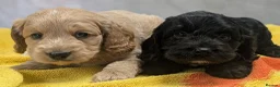 Cockapoo dogs for sale: Ready now! Licensed breeder health tested F1 pups - Advert 7