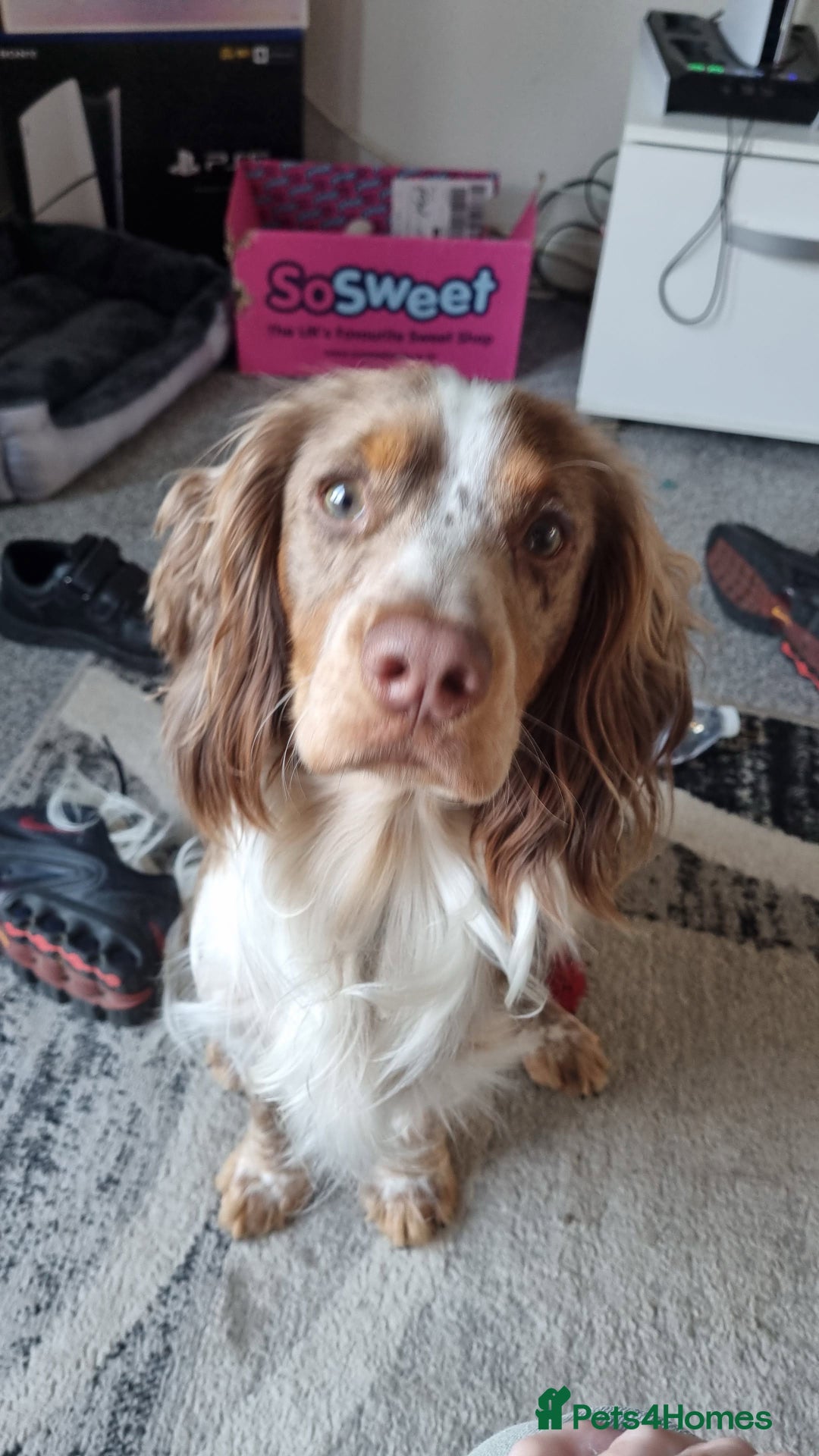 Cocker Spaniel dogs for sale: 7 stunning cocker spaniels  - Advert 9