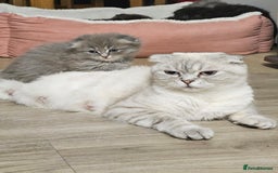 Scottish Fold cats for sale: Adorable scotish fold few straight ears kittens  - Image 8
