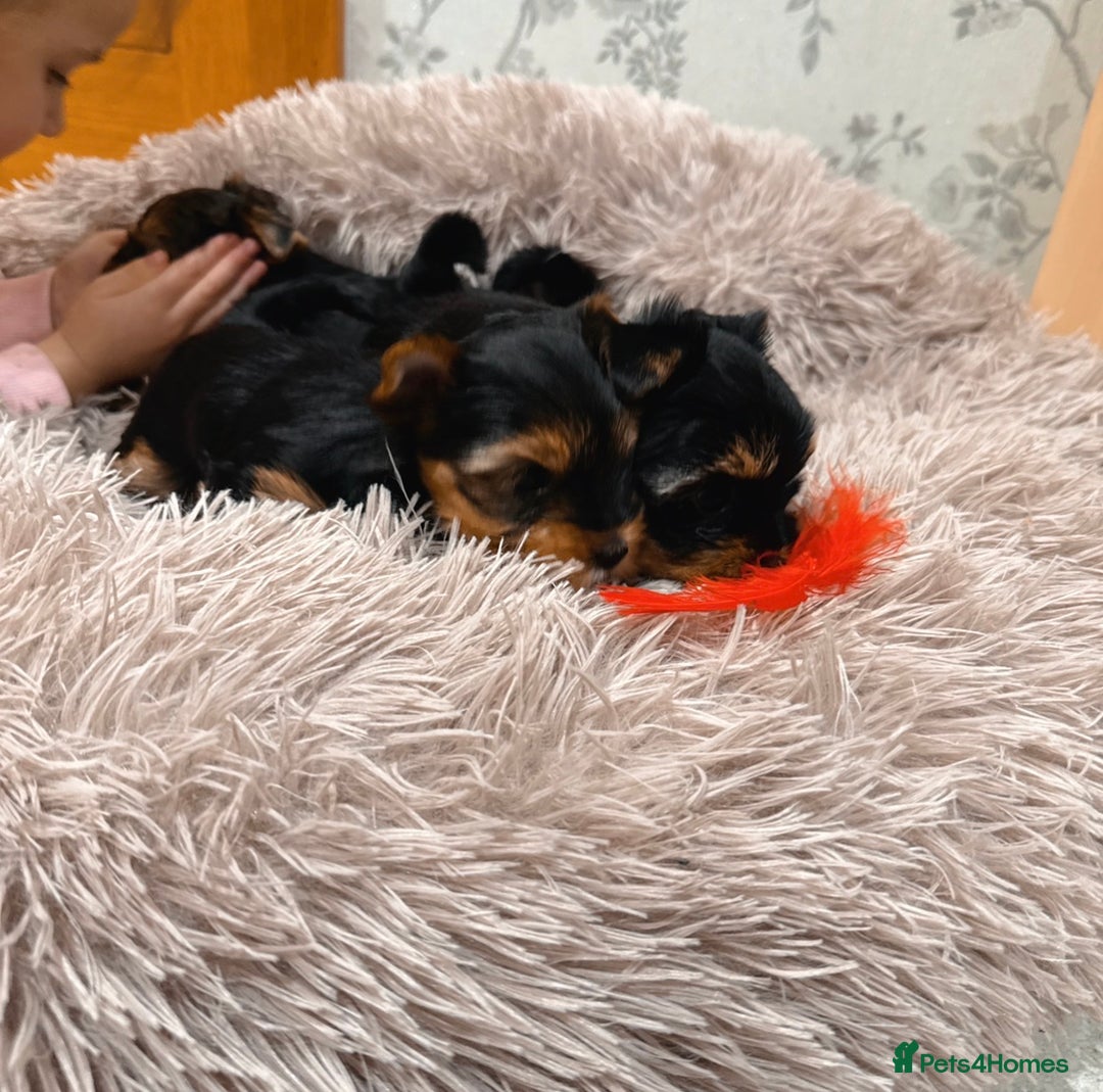 Mixed Breed dogs for sale: Pedigree Yorkshire terrier  - Advert 8