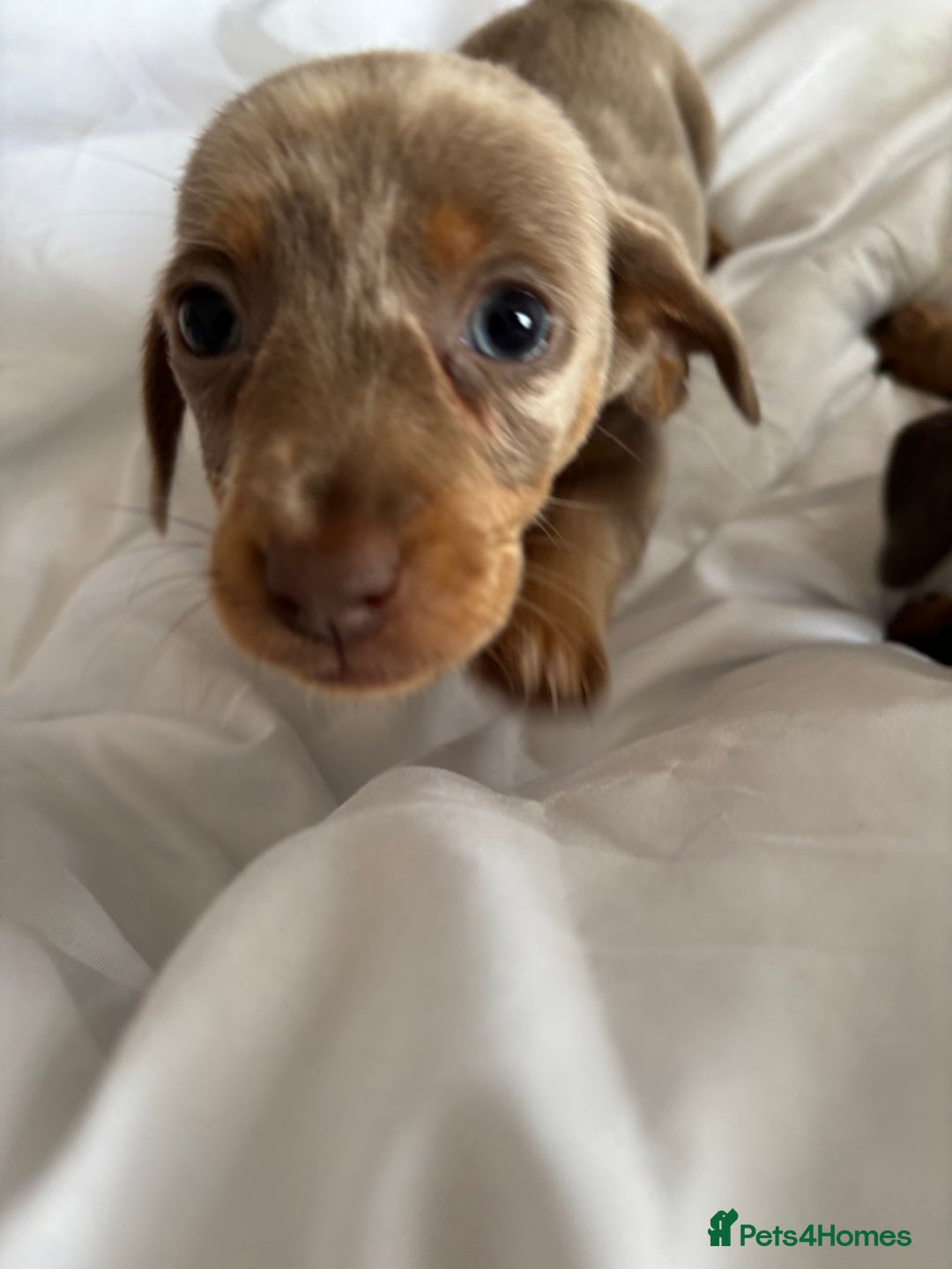 Dachshund dogs for sale: Dachshund puppies  - Image 7