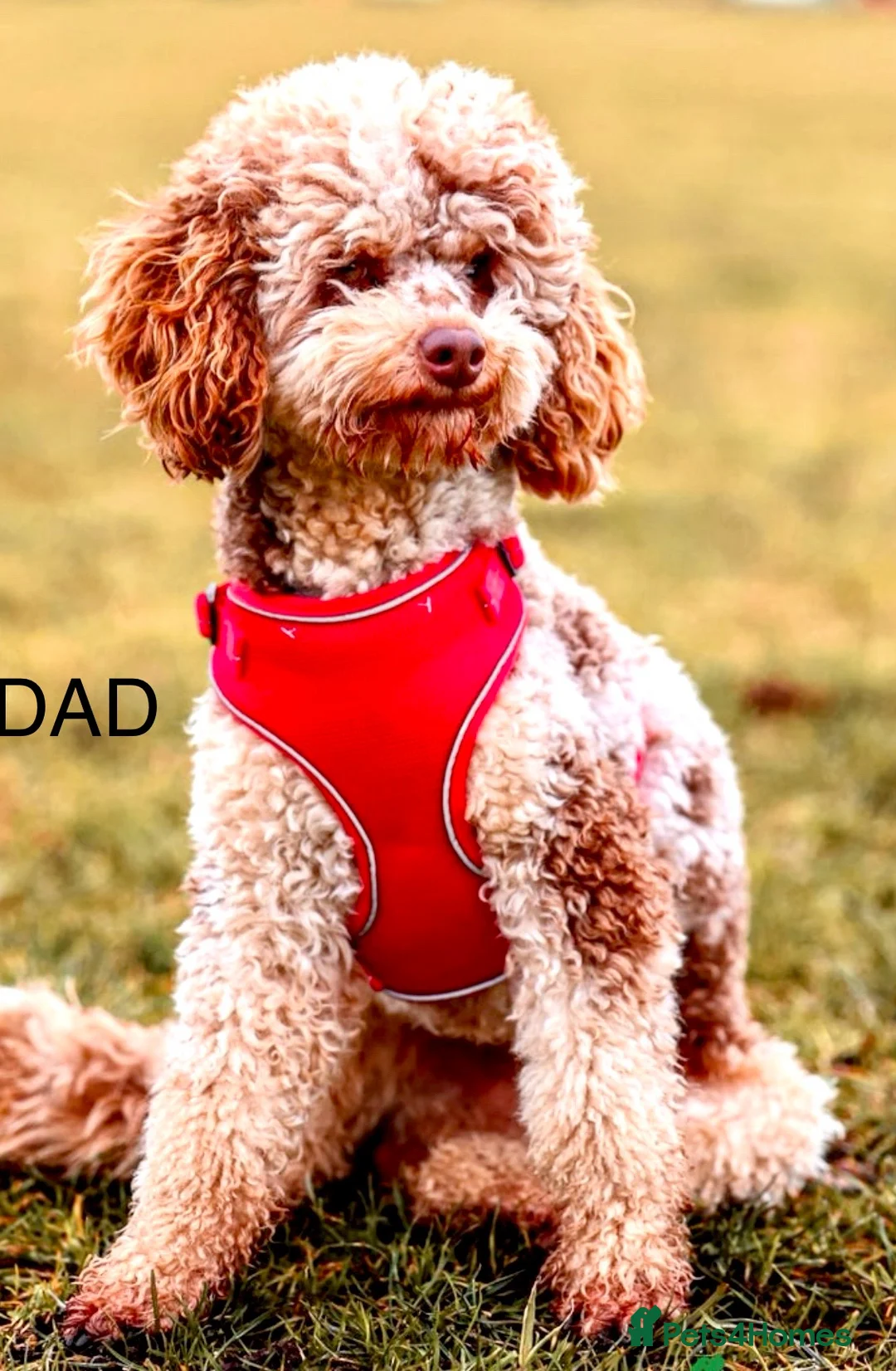 Sproodle dogs for sale: Chocolate Sproodle Puppies rare Merle  - Advert 15