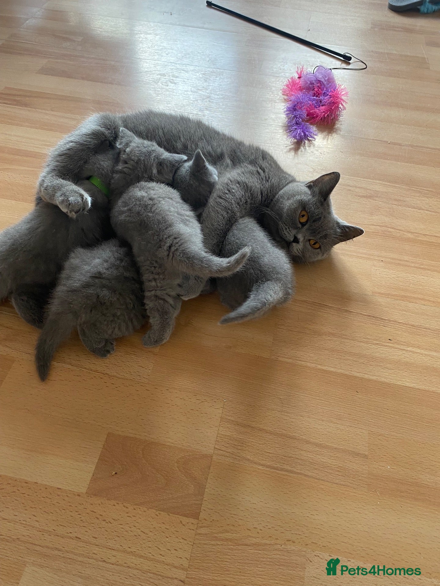 British Longhair cats for sale: British shorthaired kittens  - Advert 12