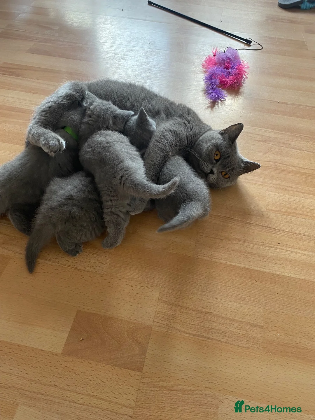 British Longhair cats for sale: British shorthaired kittens  - Advert 1