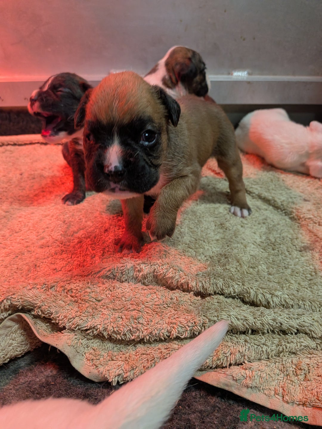 Boxer dogs for sale: KC registered tailed and bobtailed boxer puppies  - Advert 14