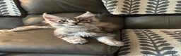 Maine Coon cats for sale: 3 Beautiful Maine Coon kittens forsale in Ammanford - Advert 16