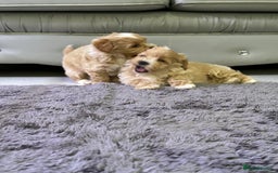 Maltipoo dogs for sale: Outstanding F1 Maltipoo Puppies - Image 10