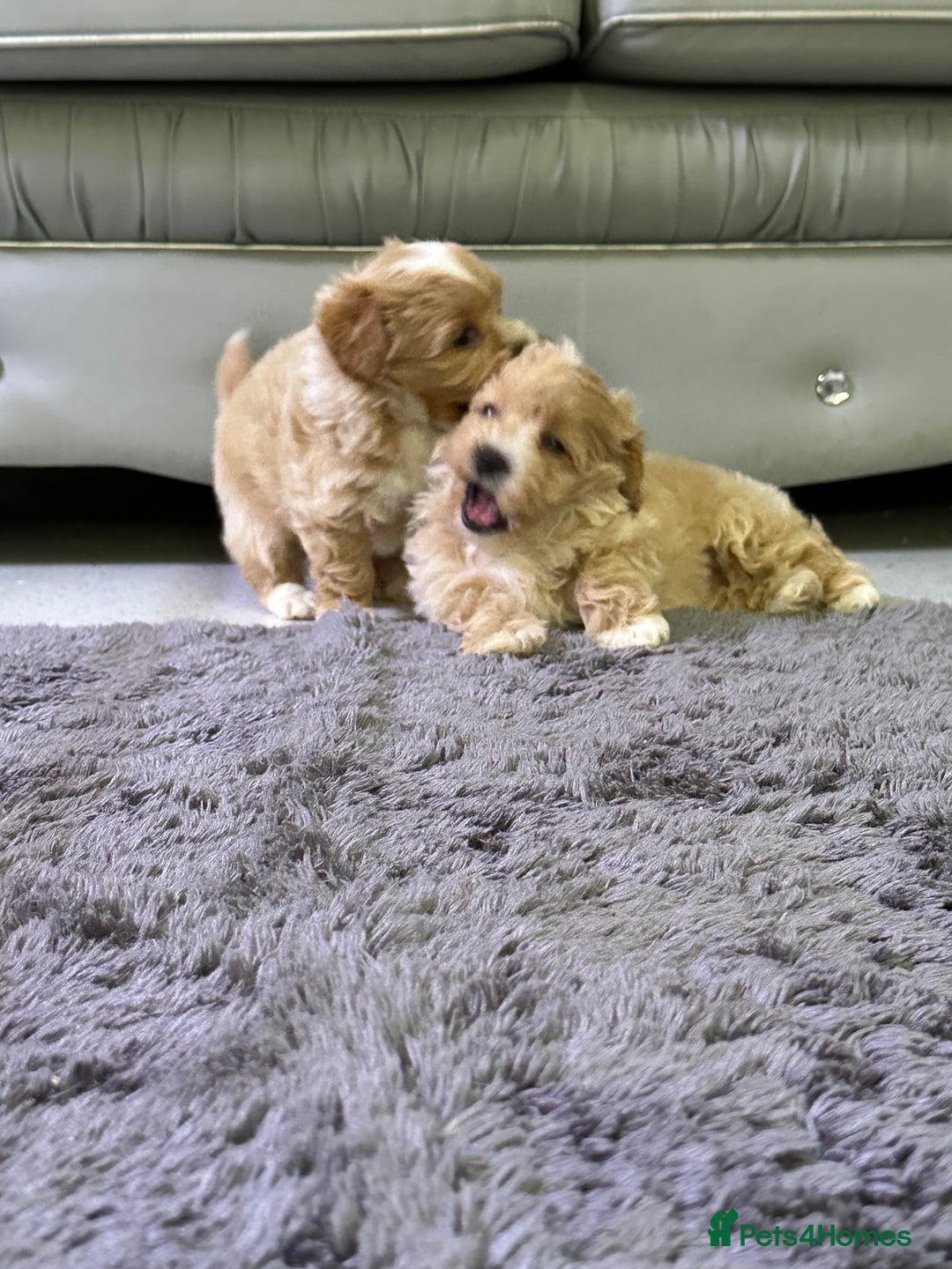 Maltipoo dogs for sale: Outstanding F1 Maltipoo Puppies - Image 10