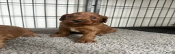 Cavapoo dogs for sale: Adorable red Cavapoos  - Advert 5
