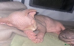 Sphynx cats for sale: 3 adorable Sphynx looking for their forever home  - Image 11
