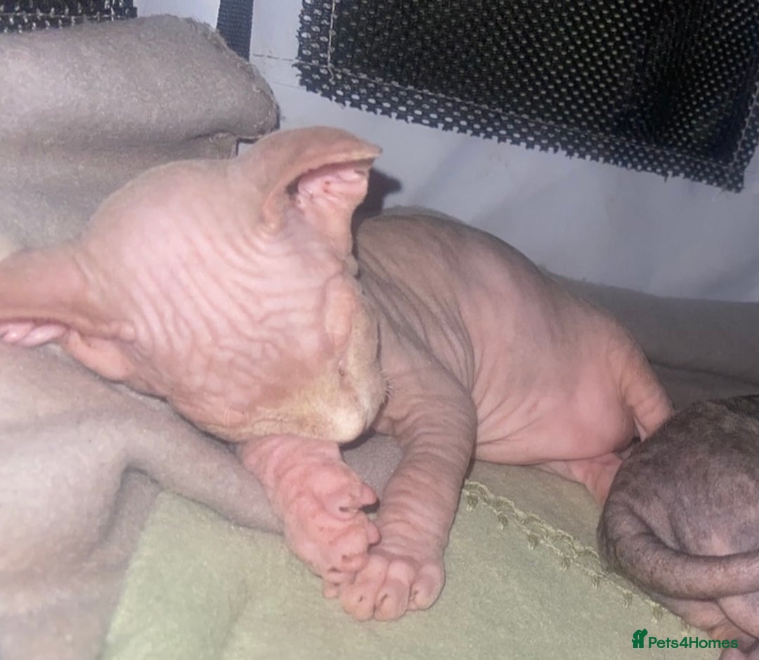 Sphynx cats for sale: 3 adorable Sphynx looking for their forever home  - Image 11