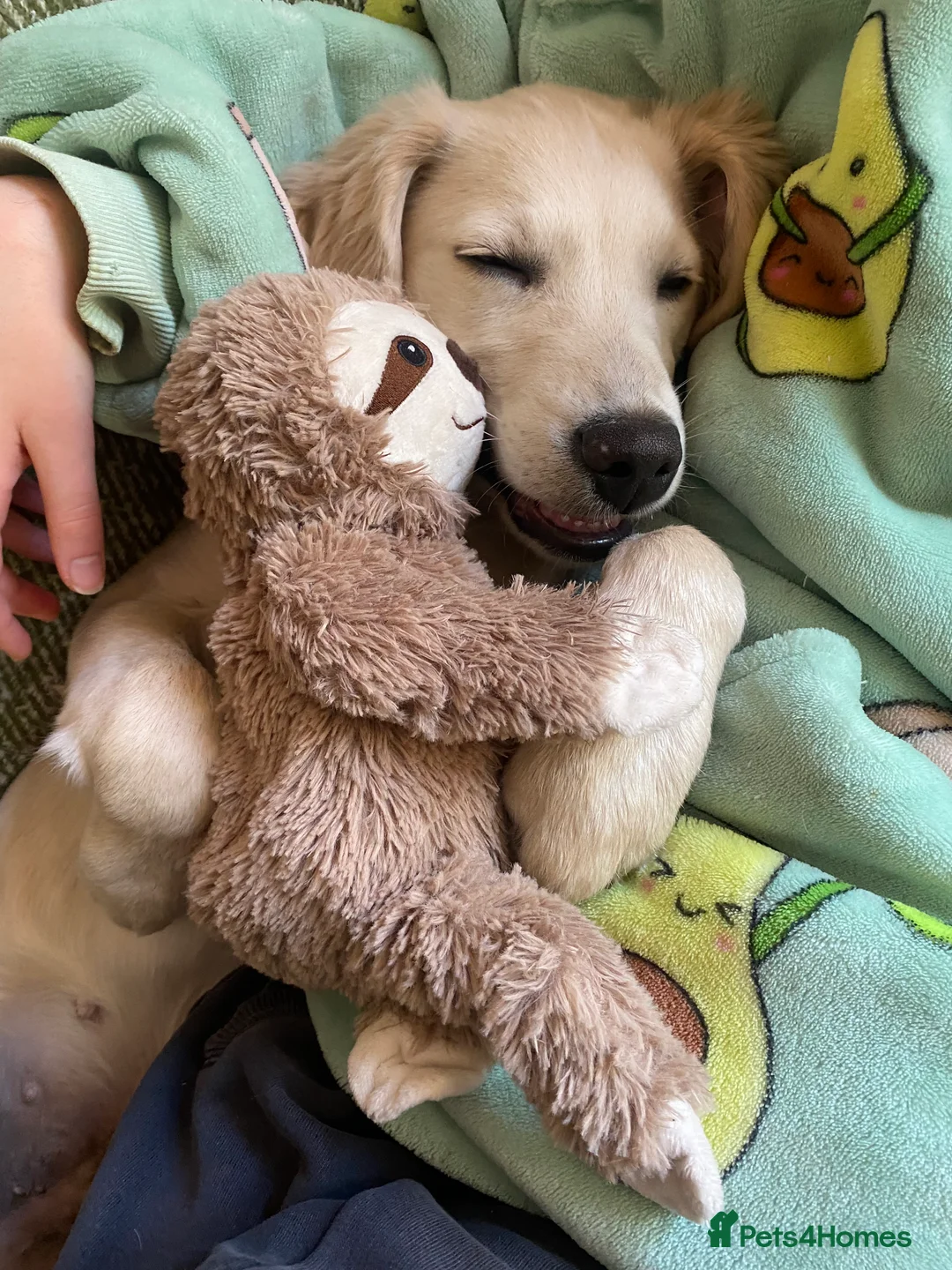 Golden Retriever dogs for sale: Sunny 6 months old  in London - Advert 3