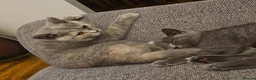 British Shorthair cats for sale: Stunning girl - Advert 23