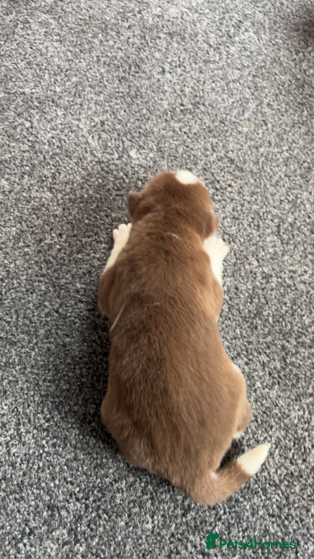 Siberian Husky dogs for sale: Beautiful husky pups 🔥 only 3 male pups left 🔥 - Advert 23