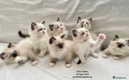 Ragdoll cats for sale: 🐾Stunning Ragdoll Kittens🧬DNA🏆ChampParents🐾 - Image 3