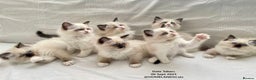Ragdoll cats for sale: 🐾Stunning Ragdoll Kittens🧬DNA🏆ChampParents🐾 - Advert 3