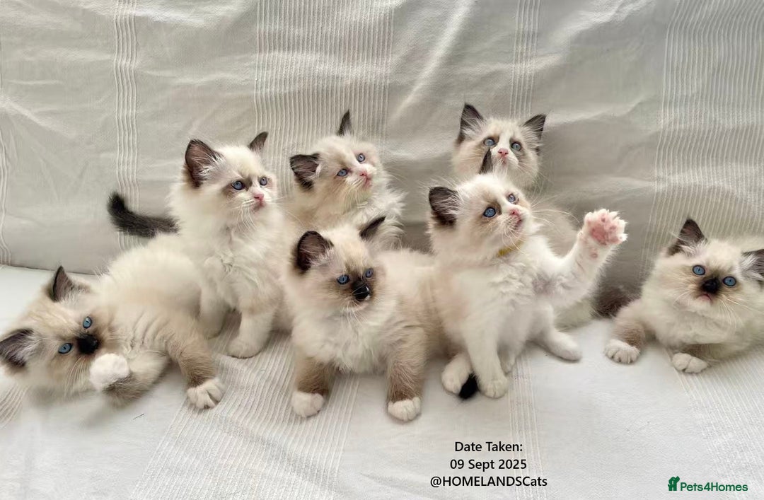 Ragdoll cats for sale: 🐾Stunning Ragdoll Kittens🧬DNA🏆ChampParents🐾 - Image 3