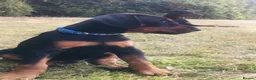 Dobermann dogs for sale: Mr Blue- A truly Free Range Doberman - Advert 17