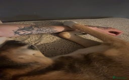 Mixed Breed dogs for sale: Nelly (staffy x Border collie) - Image 9
