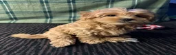 Maltipoo dogs for sale: Beautiful Maltipoo Puppies – Daisy & Ruby - Advert 12
