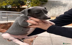 Whippet dogs for sale: Kc registered.Whippets. - Image 30