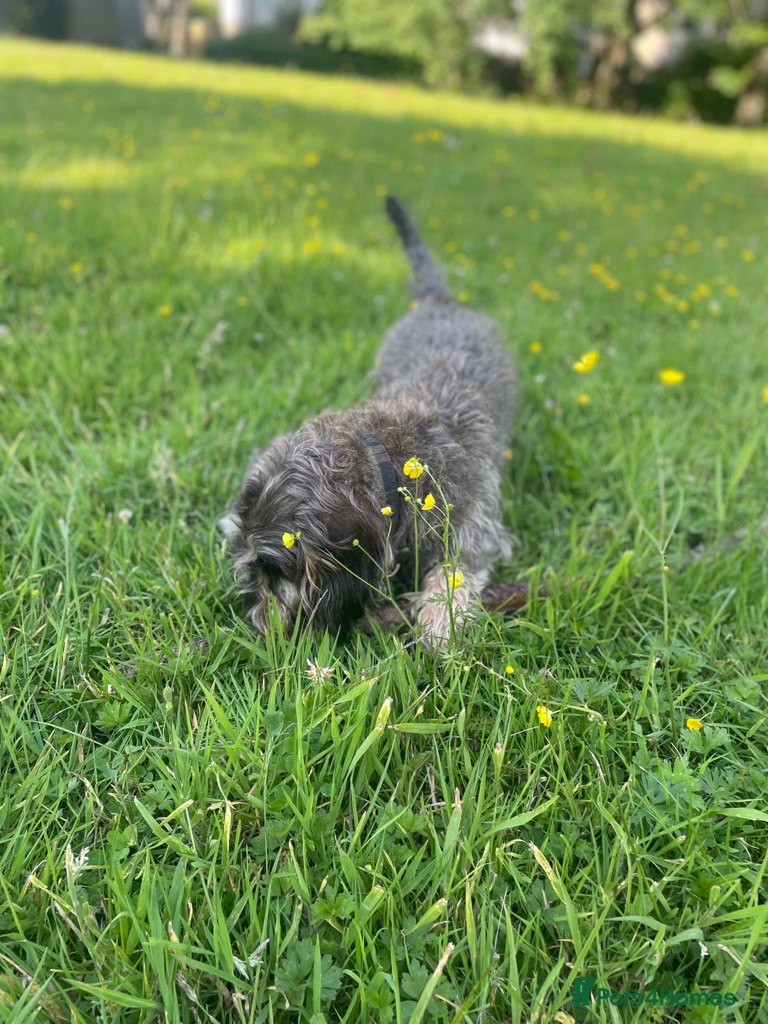 Dachshund dogs for sale: Herman Dachshund  - Image 6