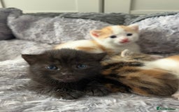 Mixed Breed cats for sale: 3 mixed breed kittens available - Image 7
